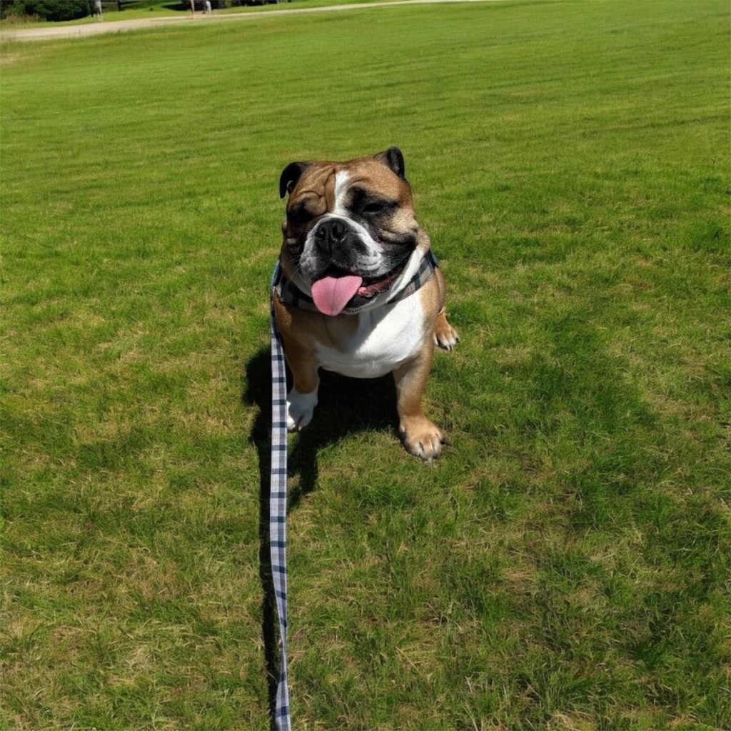 Oxford on leash