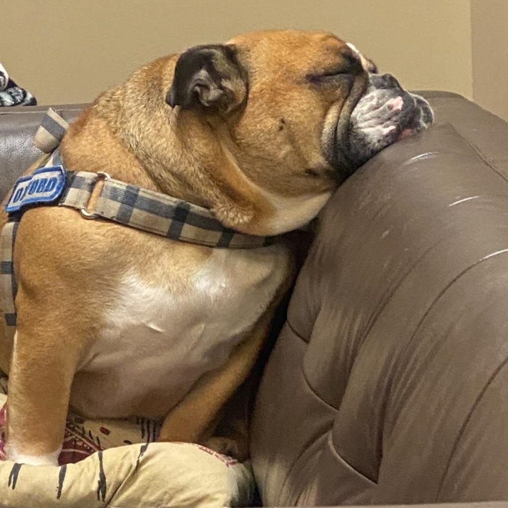 Oxford napping