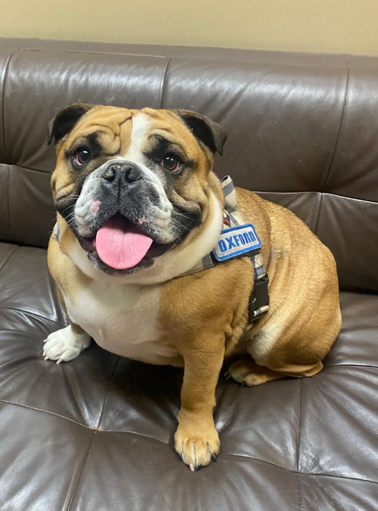 Oxford sitting up