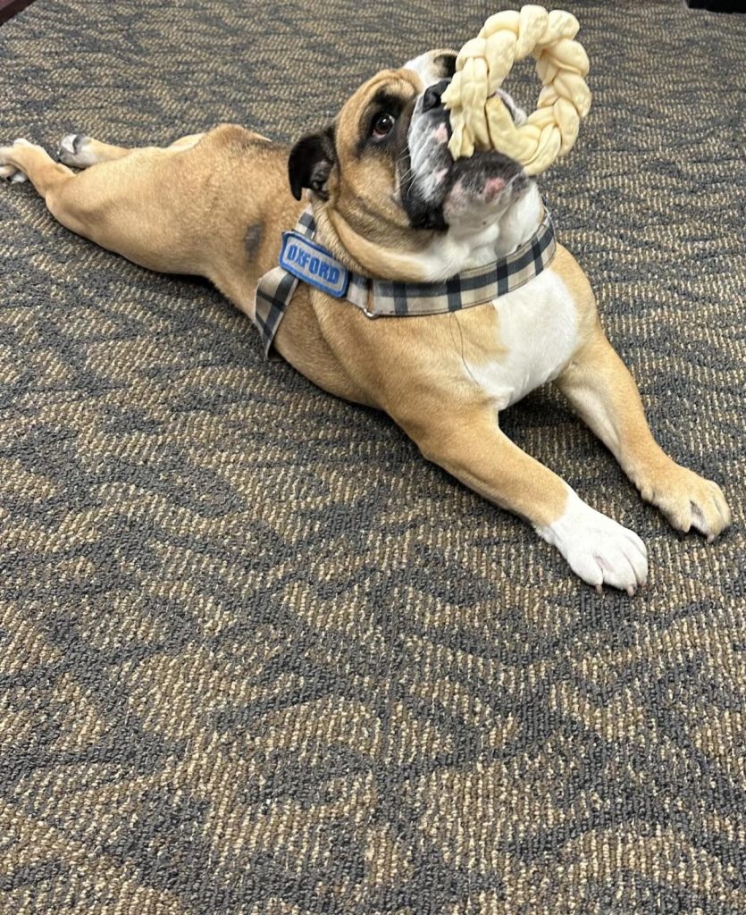 Ox with toy