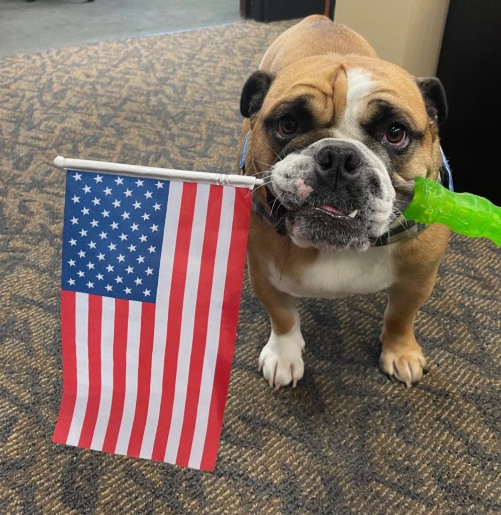 Patriotic Ox