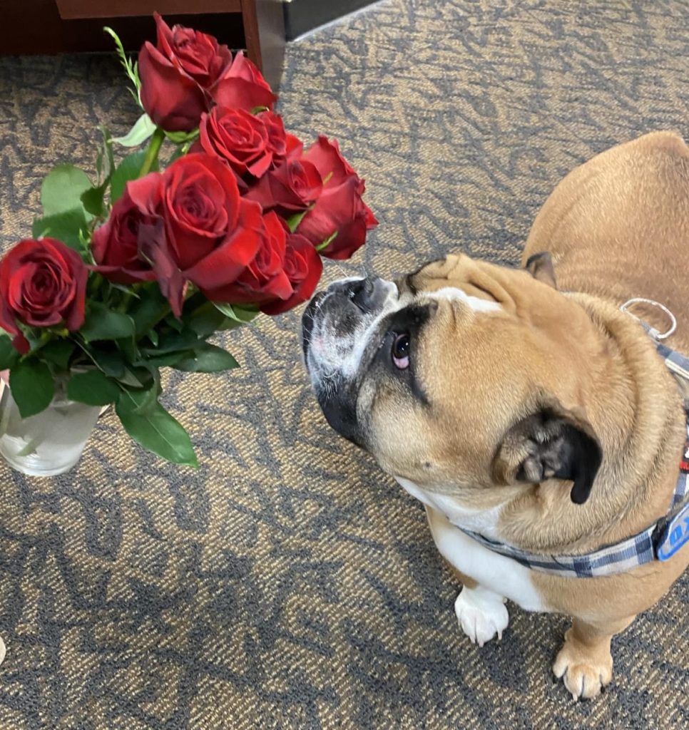 oxford likes roses