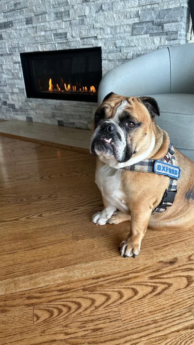 oxford at the fireplace